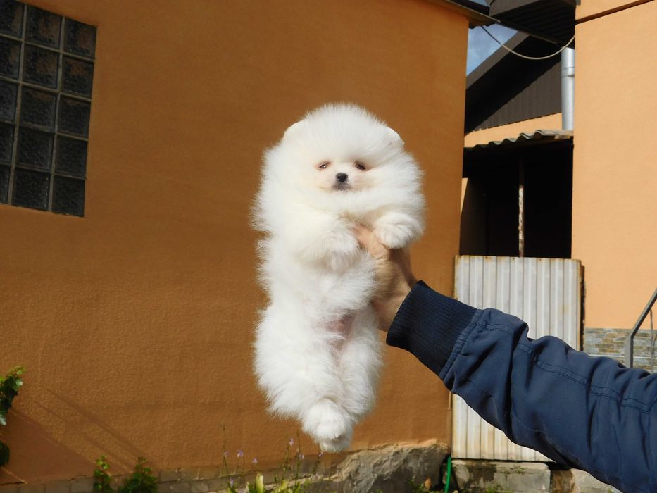 Міні хлопчик померанського шпіца, тип мішка