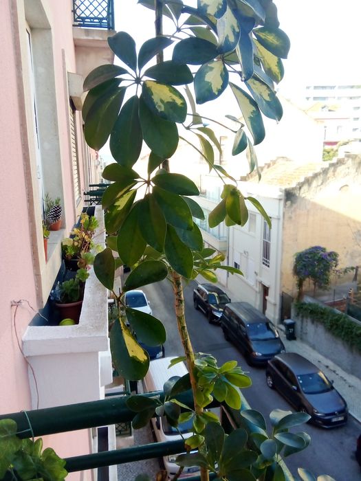 Planta alta,em vaso