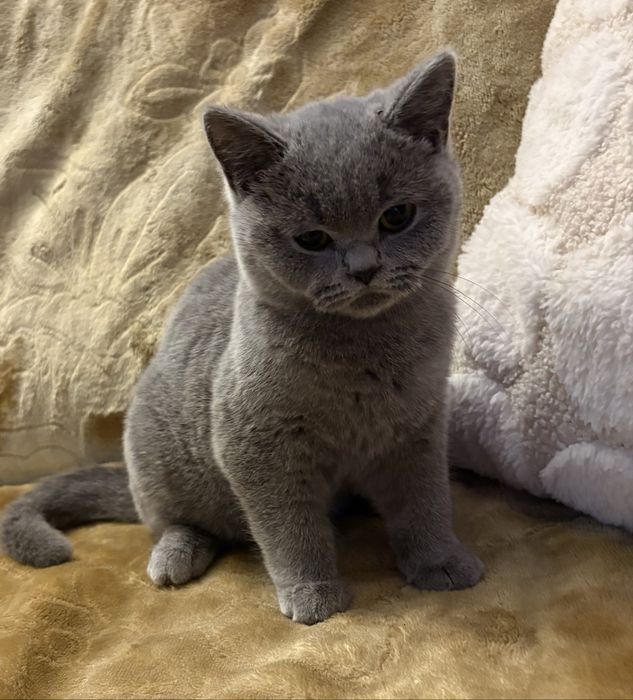 Kotek niebieski chlopak