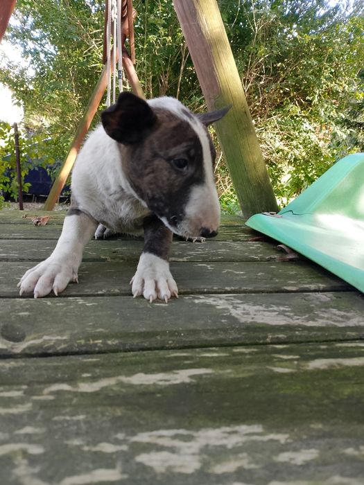 Bulterier standart szczeniak chłopak