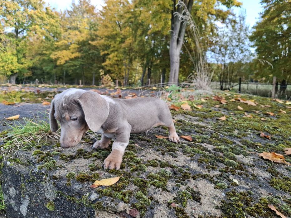 jamnik blue merlle piesek