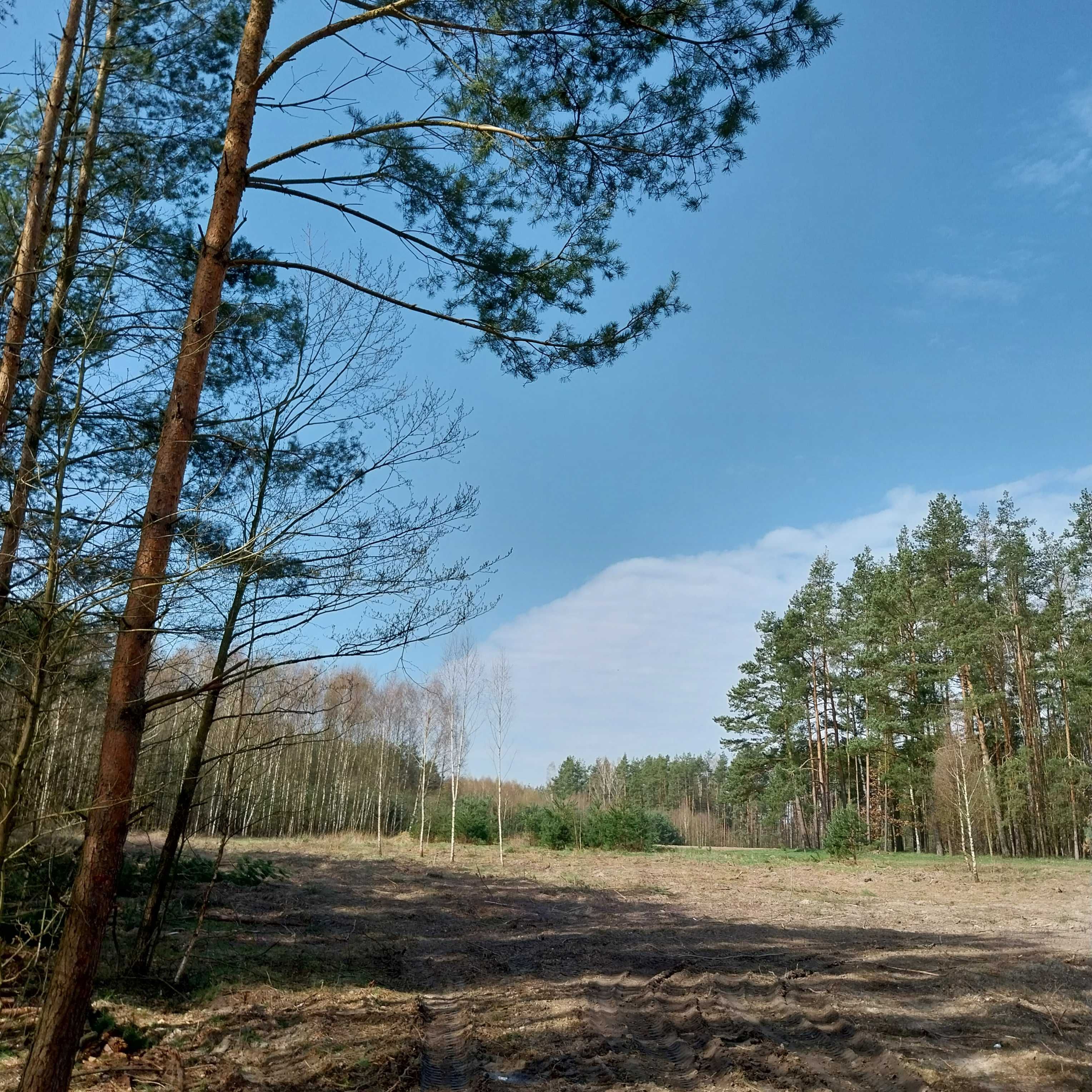 Działka Zelgoszcz Bory Tucholskie Staw Las