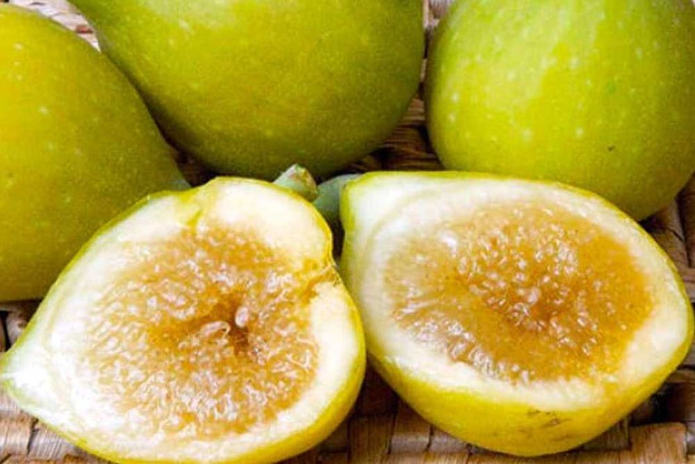 Honey, figowce, sadzonki figi, figa miodowa