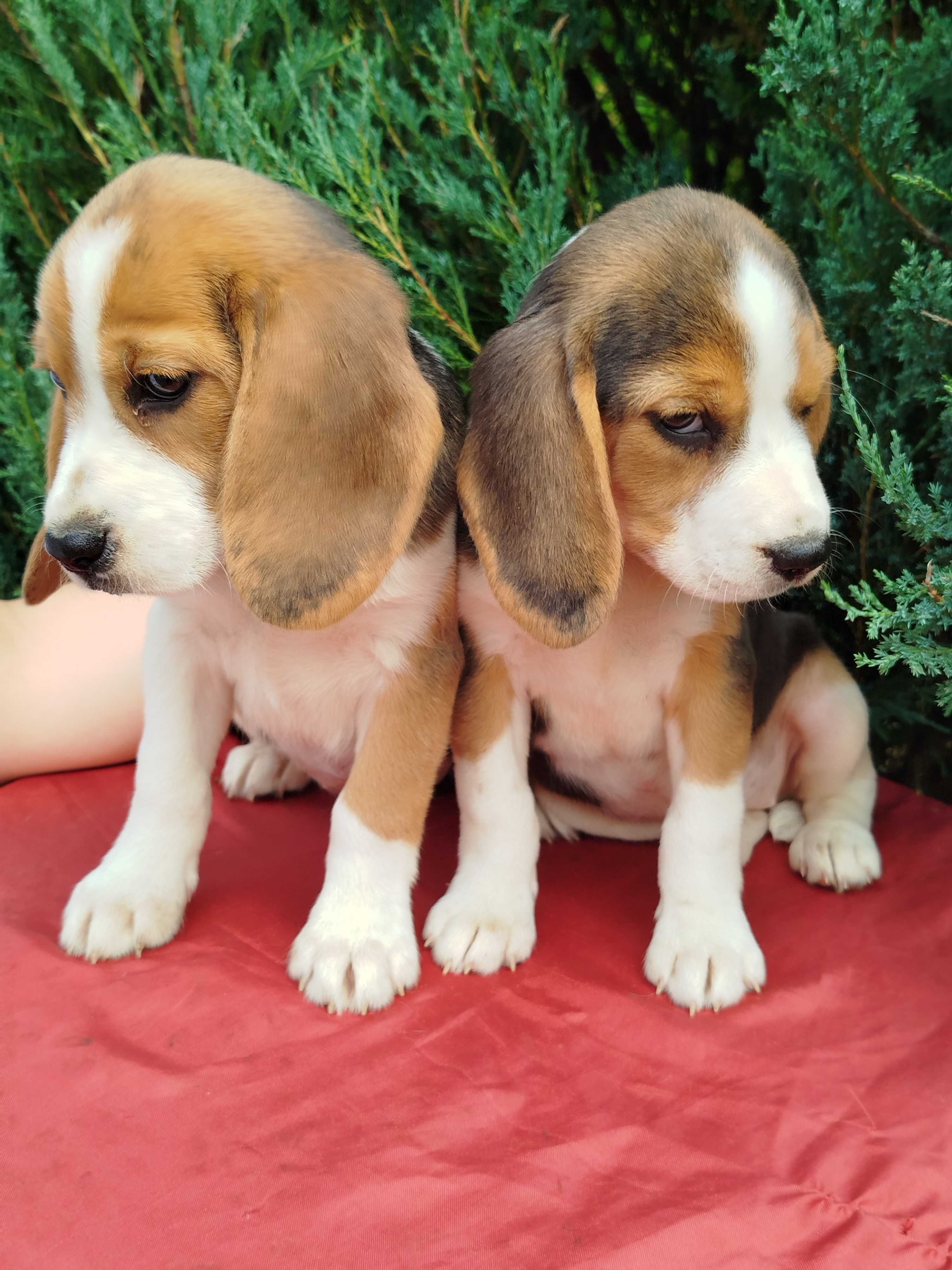 Beagle szczenie tel.-5.7.5.3.0.2.0.3.9.