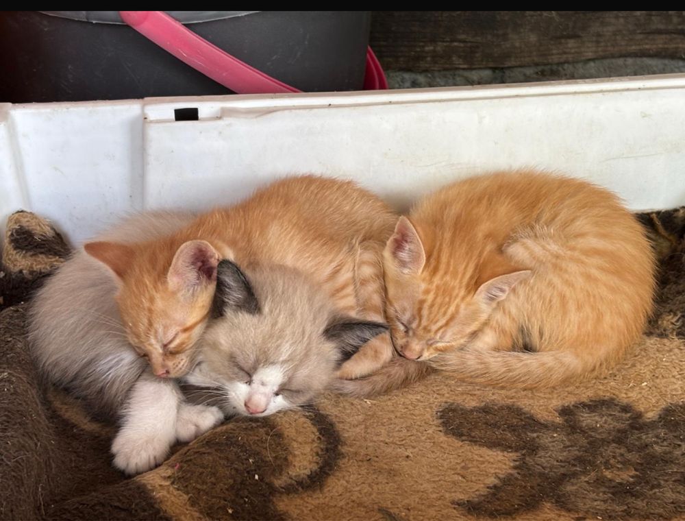 Gatinhos para adoção