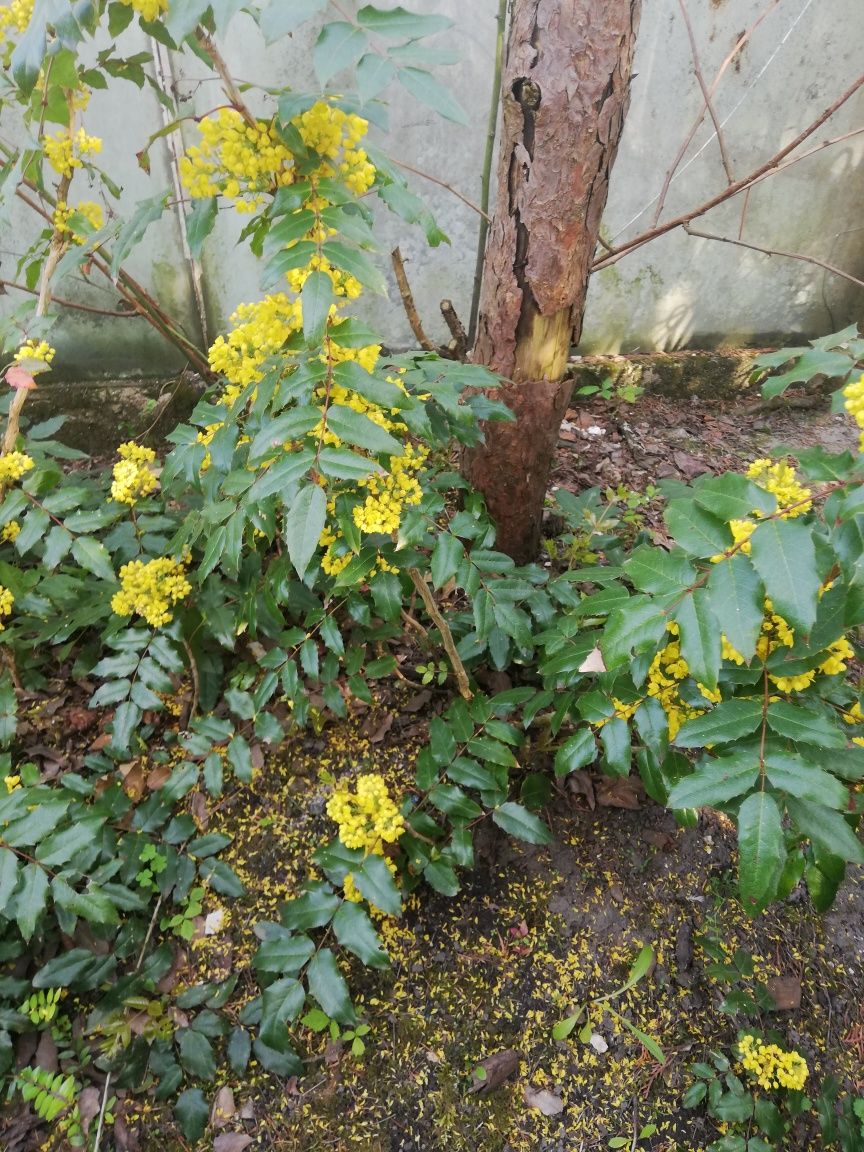 Krzewy mahoni kwitnącej na żółto