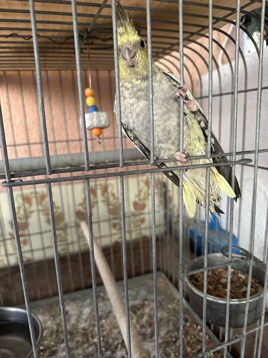 Caturras femeas uma delas mansa + gaiola grande