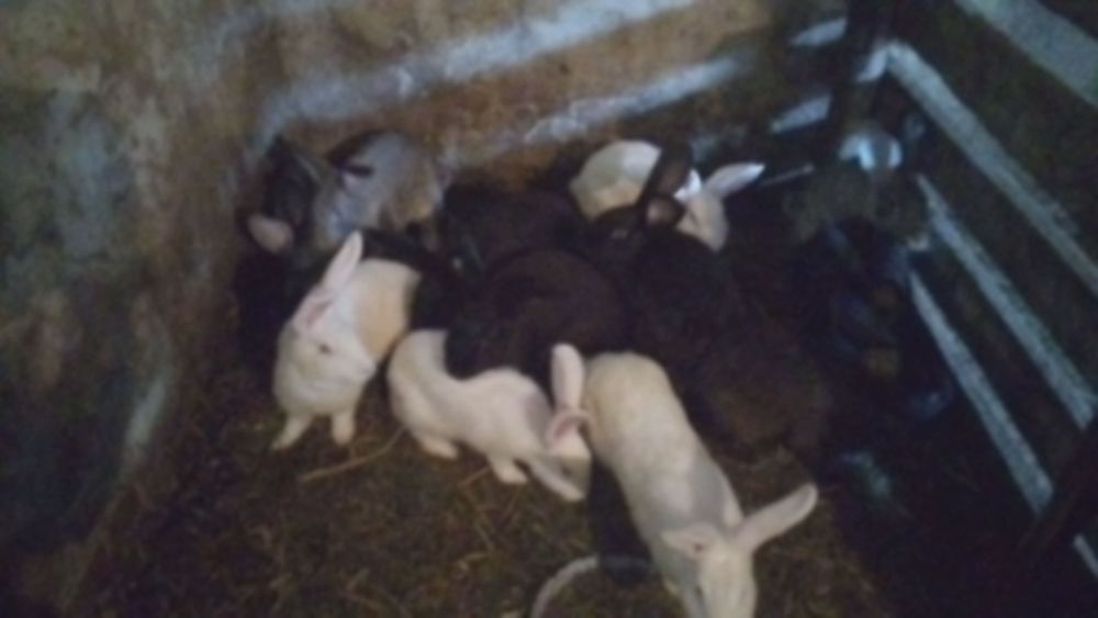 Продаж кроличок сірі, білі та чорні кролички великі гарні!!