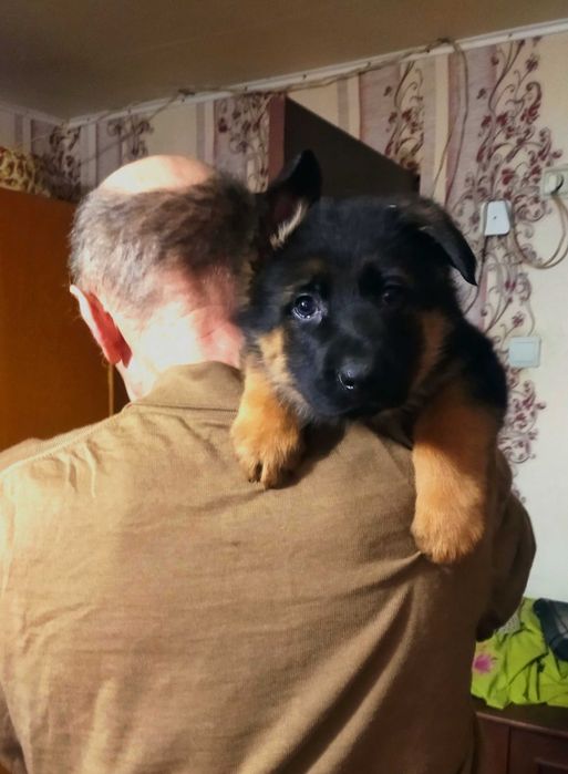 Крупные девочки и мальчики стандарт.