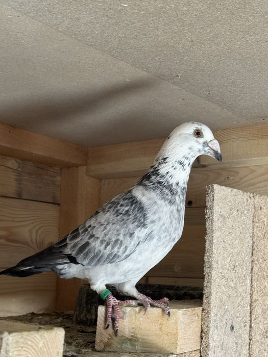 Gołębie staropolskie