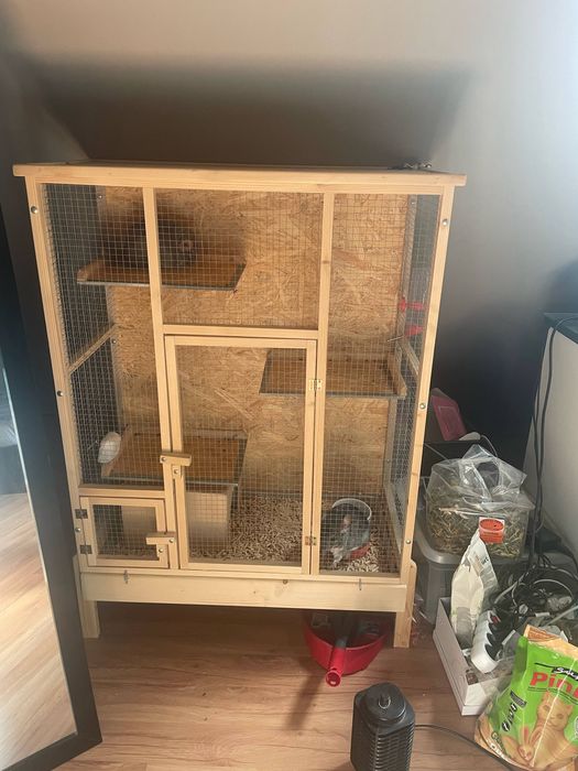 Dwie samiczki szynszyla na sprzedaż