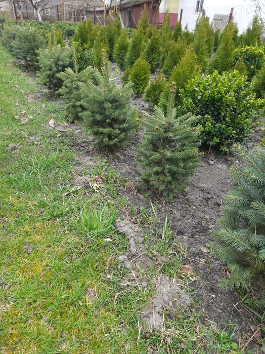 Туя смарагд. Накладний платіж. Вічнозелені рослини