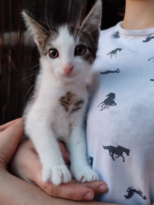 3 miesięczne kociaki do adopcji