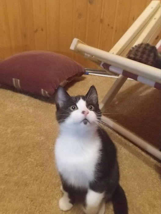 Маленький Марсік терміново шукає люблячу родину