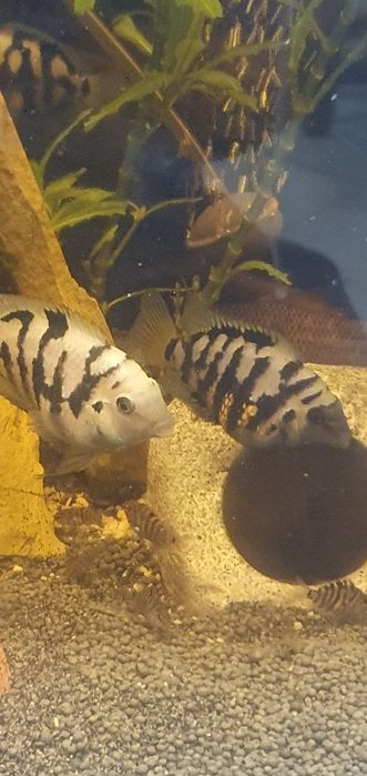 Peixe papagaio anão