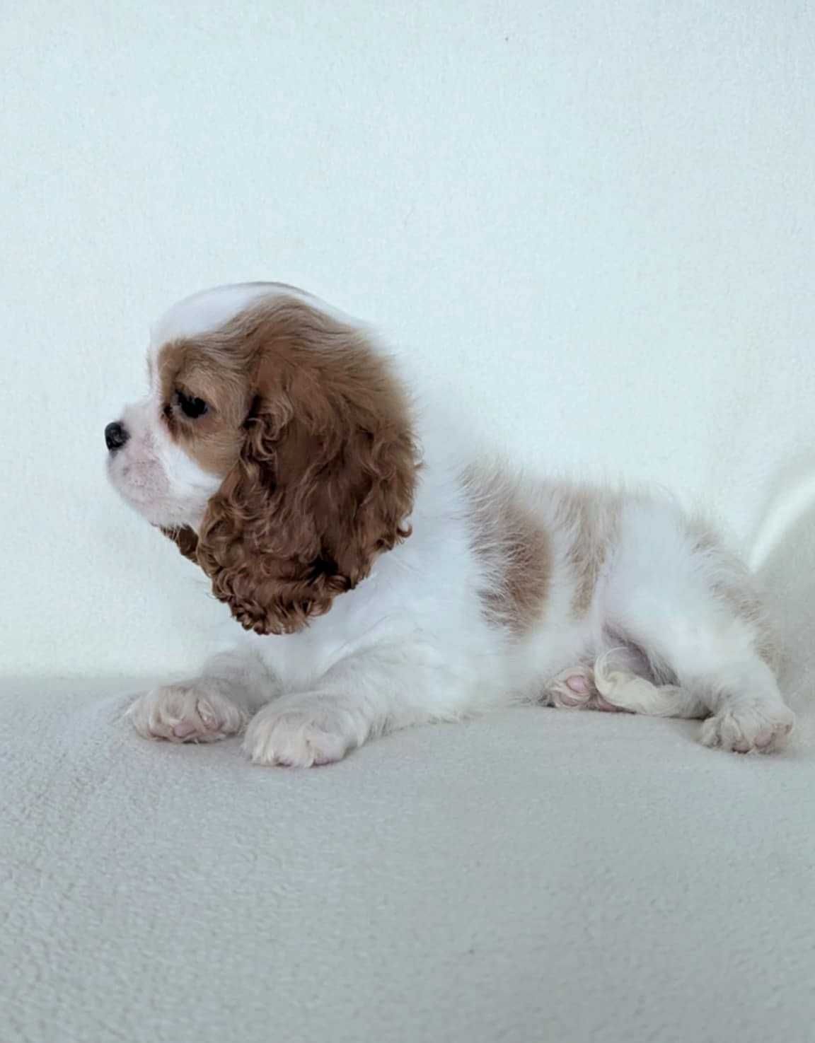 Cavalier King Charles Spaniel Uroczy Piesek