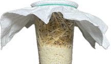 Muszki owocówki Drosophila hydei hodowla zarodkowa.