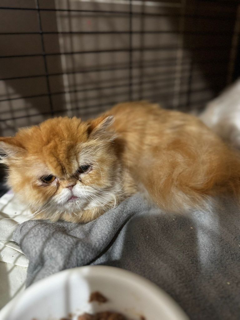 Kotka perska do przemyślanej adopcji (bezpłatnej)
