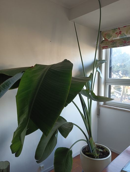 Strelitzia Nicolai, Augusta ou gigante