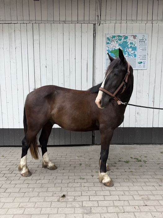 Wałach tinker x kwpn