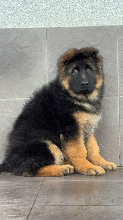 Бронь ! Цуценята німецької вівчарки ксу