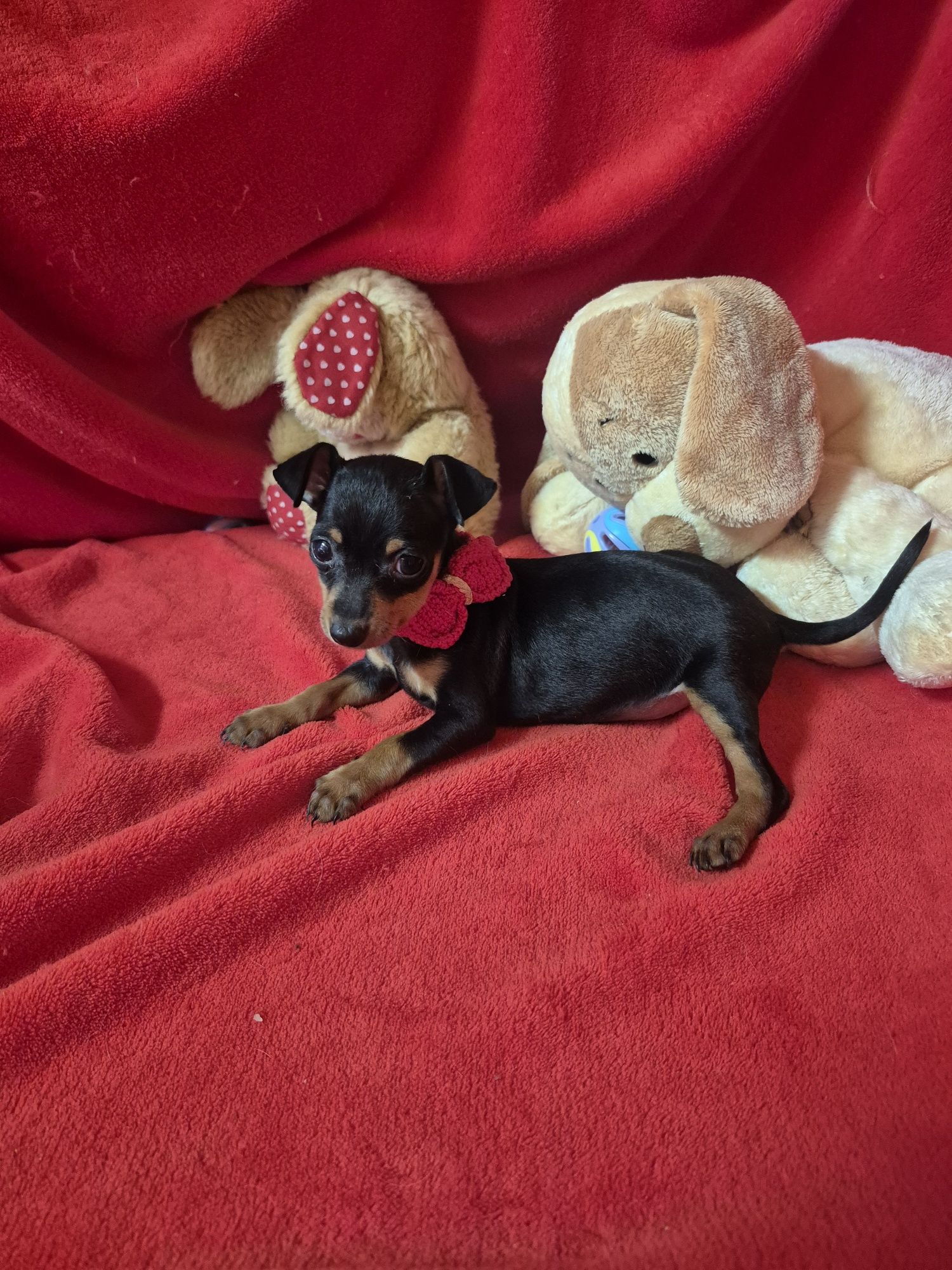 Pinscher  Macho Miniatura Criadora Registada PT 3088 FL
