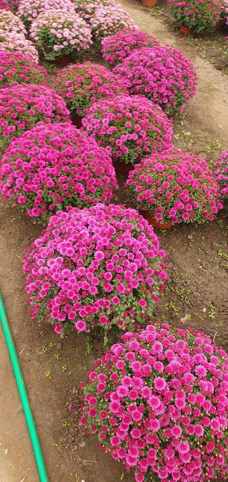 Chryzantemy doniczkowe