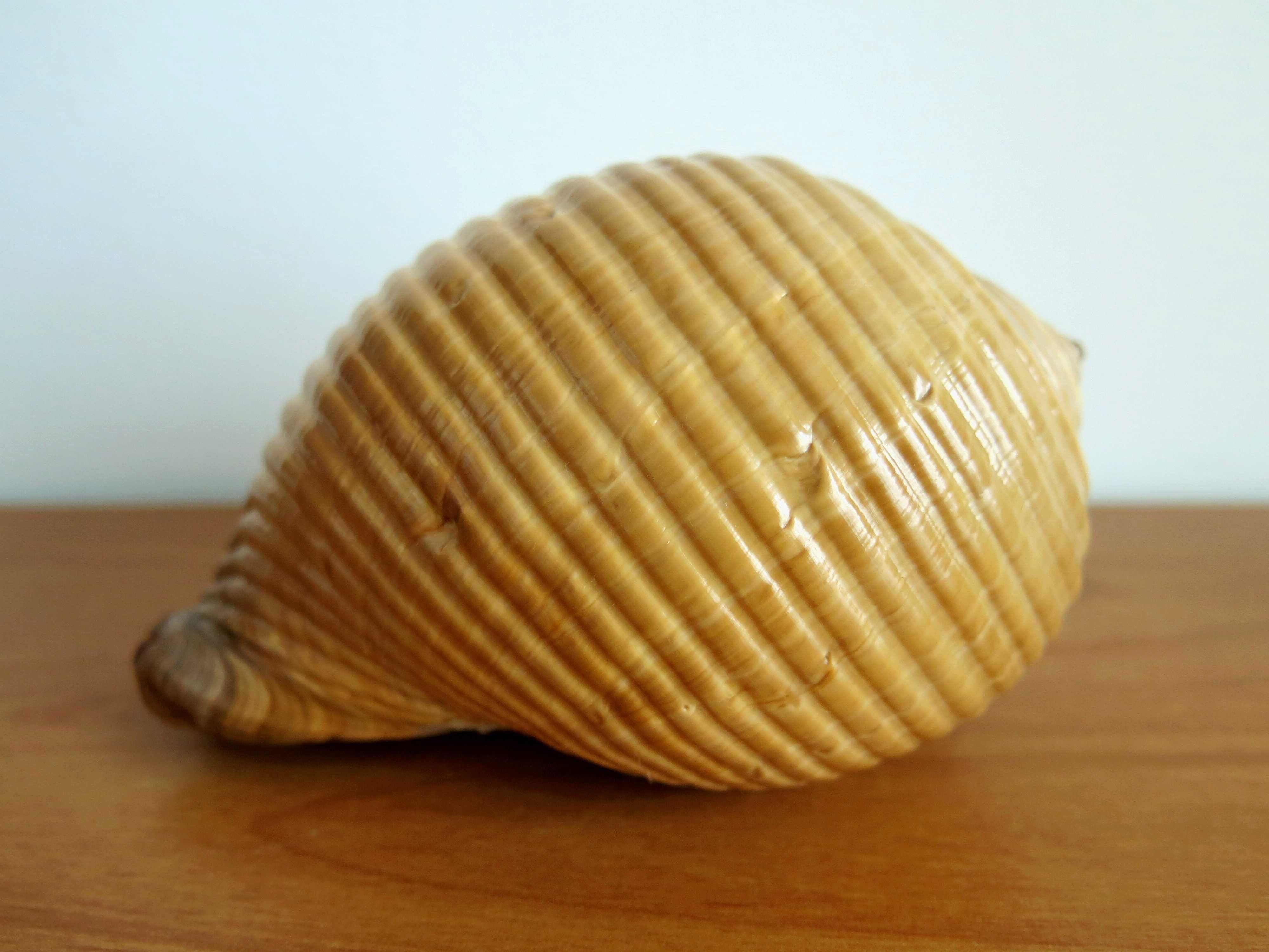 Muszla morska, Tonna galea, 15cm