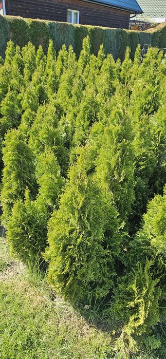 Tuja szmaragd 110 cm 130cm