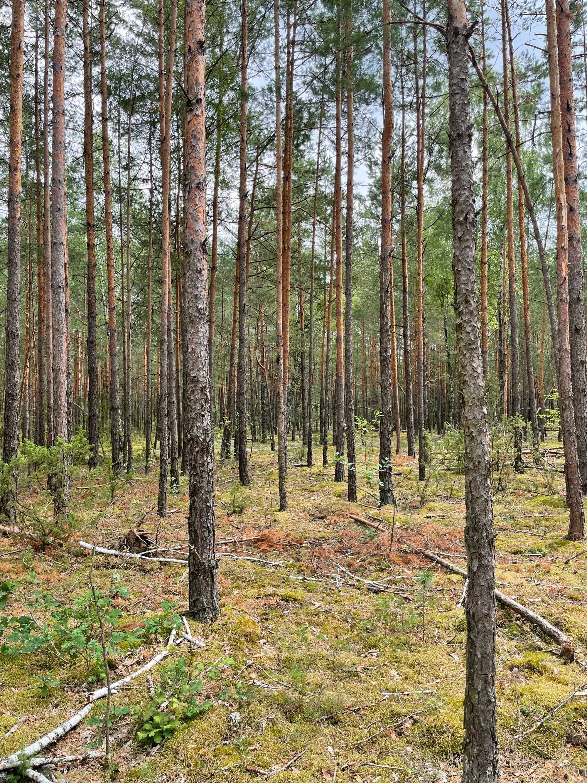 Działka Leśna w Kożynie 1,24 h Idealna pod Opał lub Inne Zastosowania