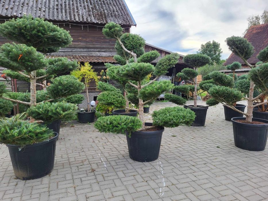 Bonsai ogrodowe. Szkółka Krupocin.