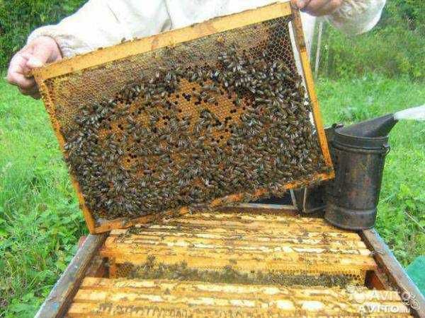 Продам бджолопакети