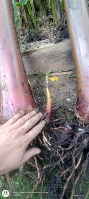 Musa basjoo - banan japoński. Może zimować w ogrodzie.