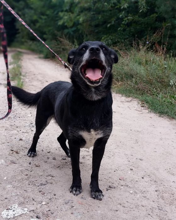 Uroczy 4latek Junior szuka domu!