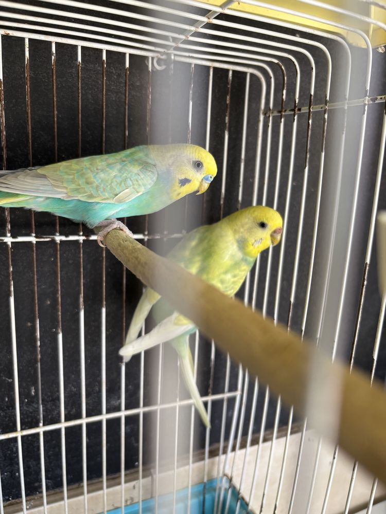 Cedo varias aves