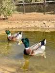 Patos marrecos Rouen puros adultos