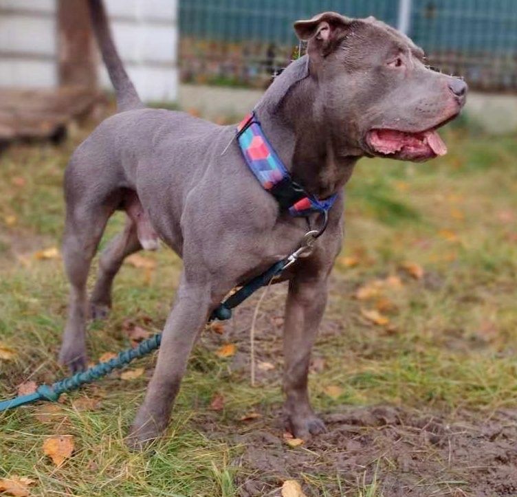 Uzi - piękny  amstaff szuka domu