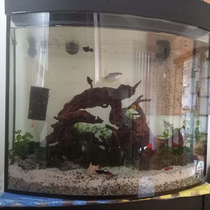 Акваріум панорамний овальний 75 л (60×21/30×49), 6 мм, б/у