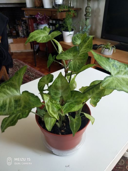 Singonio vaso com 8 plantas