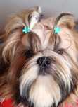 Śliczny piesek shih tzu  ZKwP/FCI