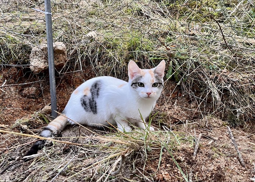3 gatinhos - adopção responsável