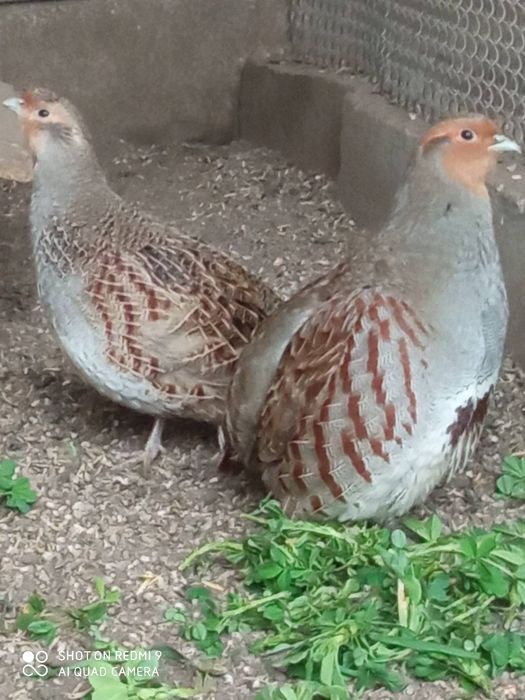 Сірі куріпки (виведенні в 2024-25 році)