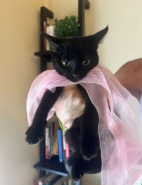 Gatinha para adoção responsável