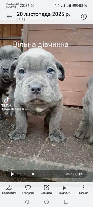 Кане корсо сірі дівчата