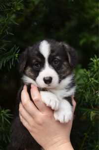 Słodka dziewczynka welsh corgi cardigan