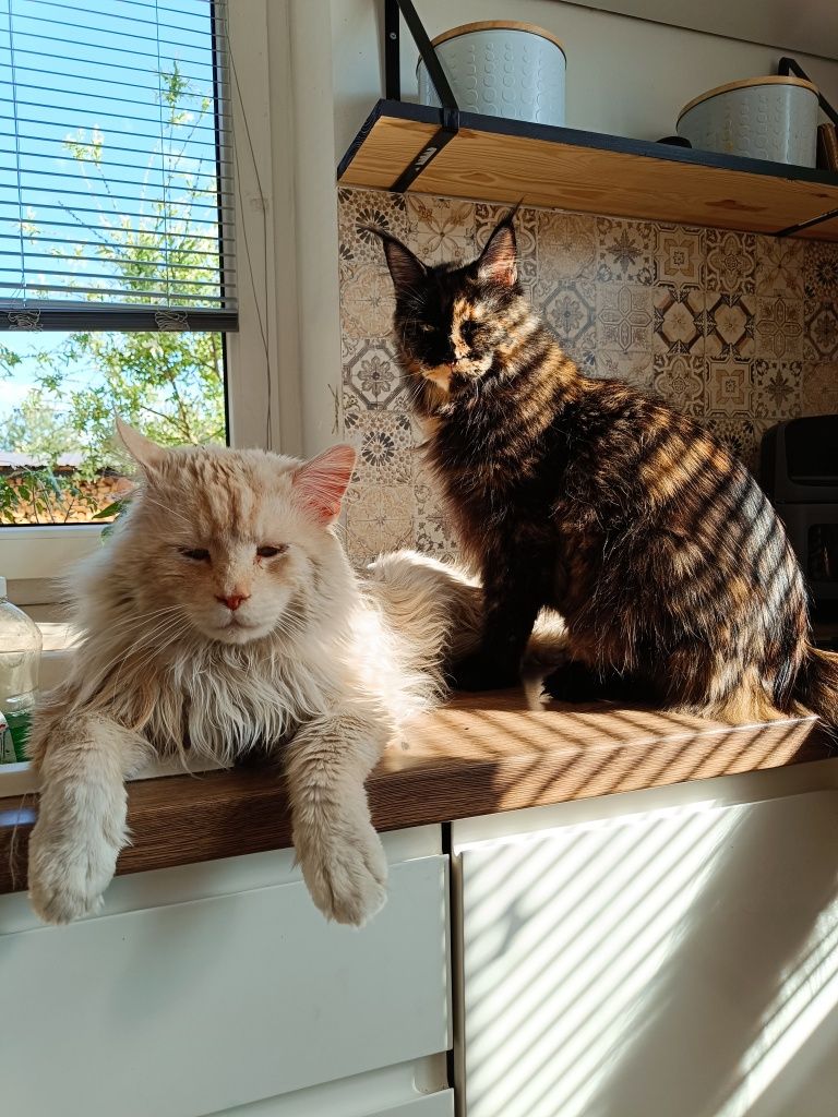 Maine Coon Imbir rude sreberko