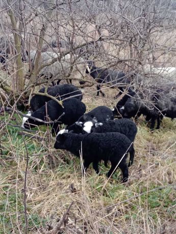 Вівці Романівської породи