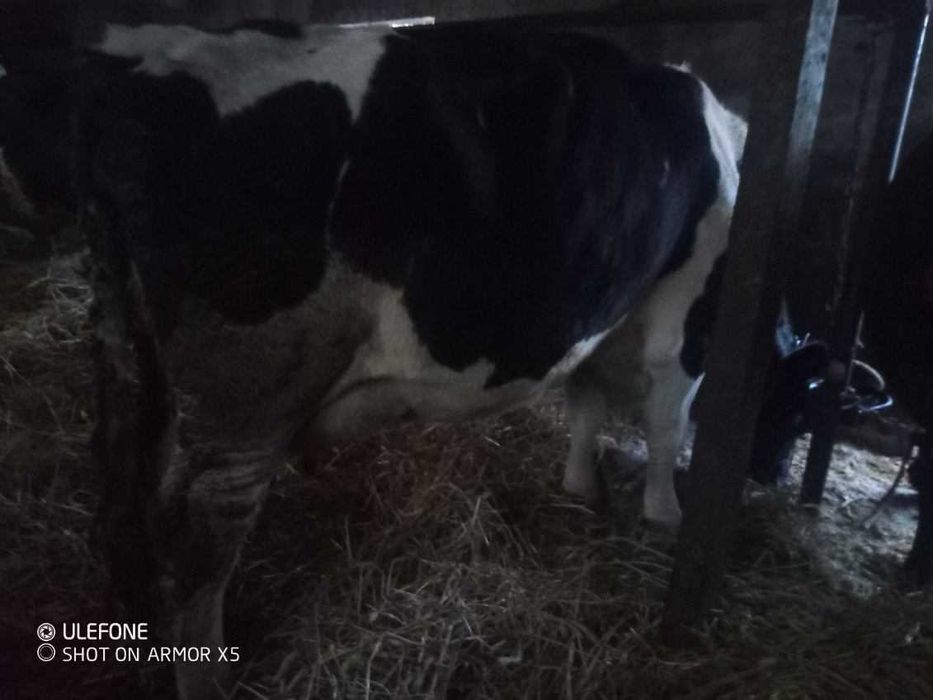 Sprzedam krowe mleczną