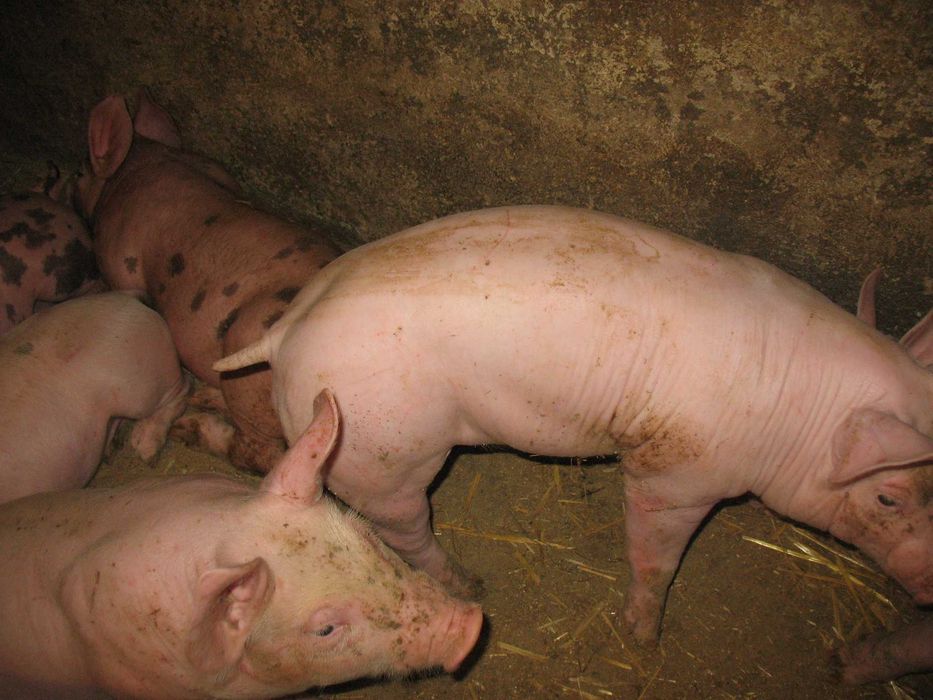 подам поросят мясноі породи