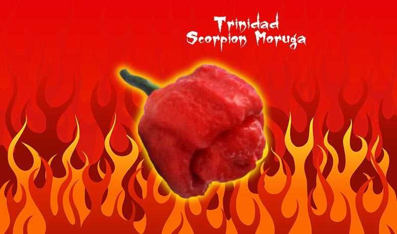 10 Sementes Trinidad Moruga Scorpion Vermelha ou Amarela Malagueta